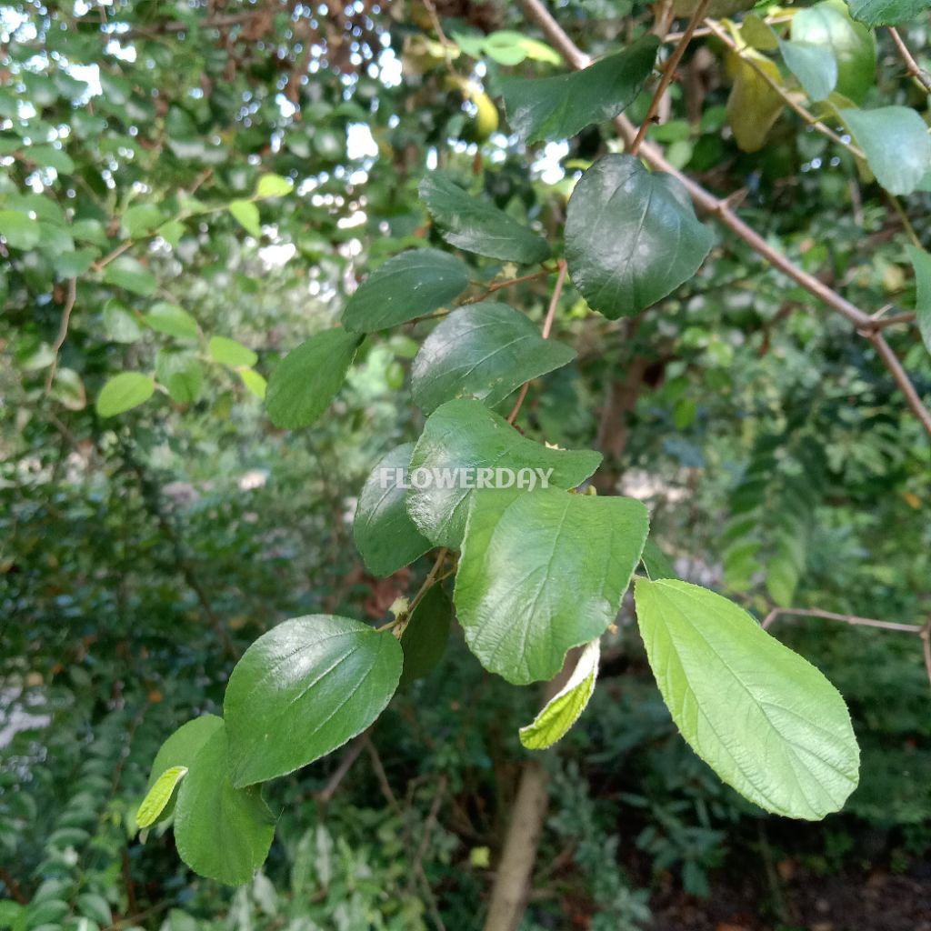 

DAUN BIDARA ARAB SEGAR 60 LEMBAR
