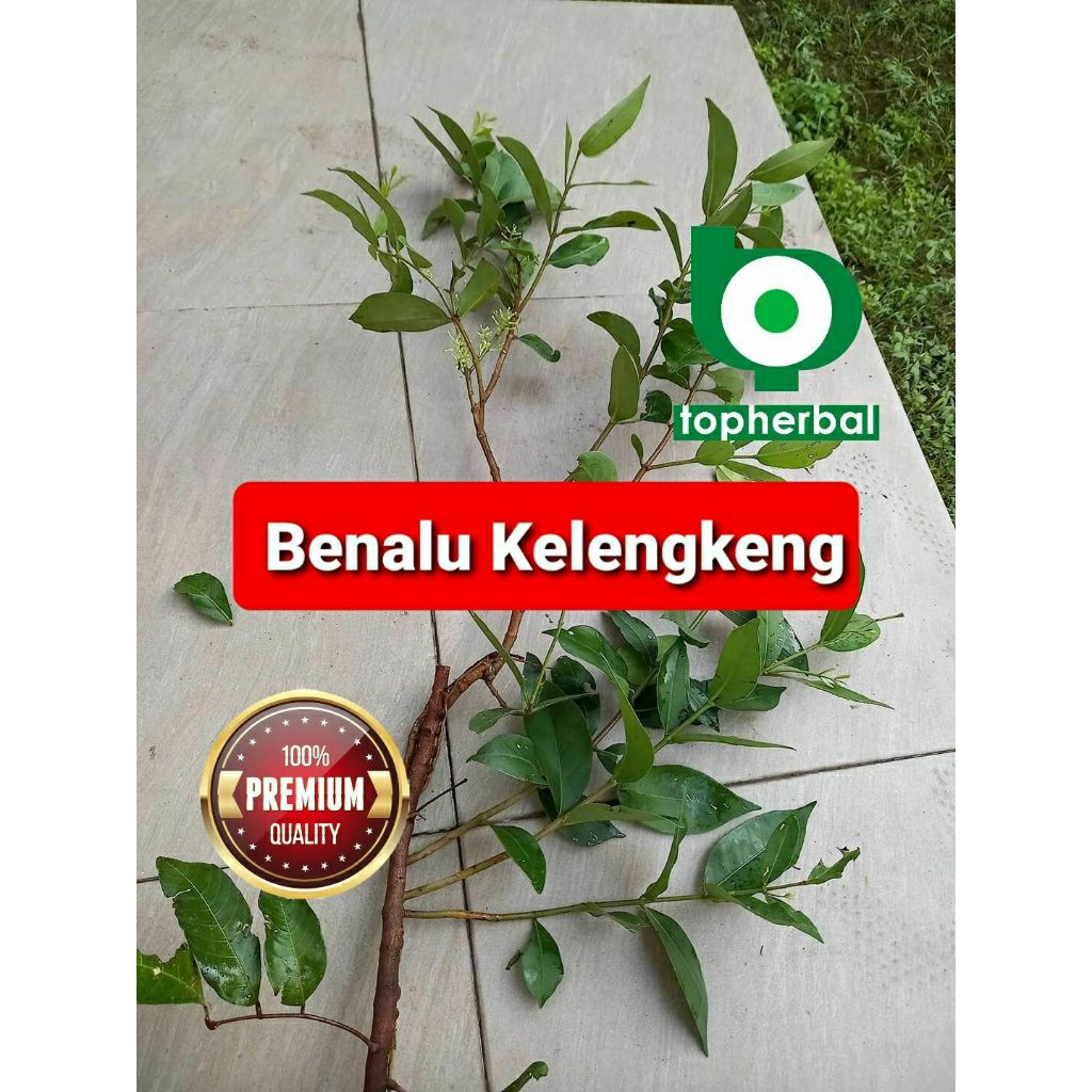 

Daun benalu kelengkeng kering hijau grade A+ 1/2kg/500gram