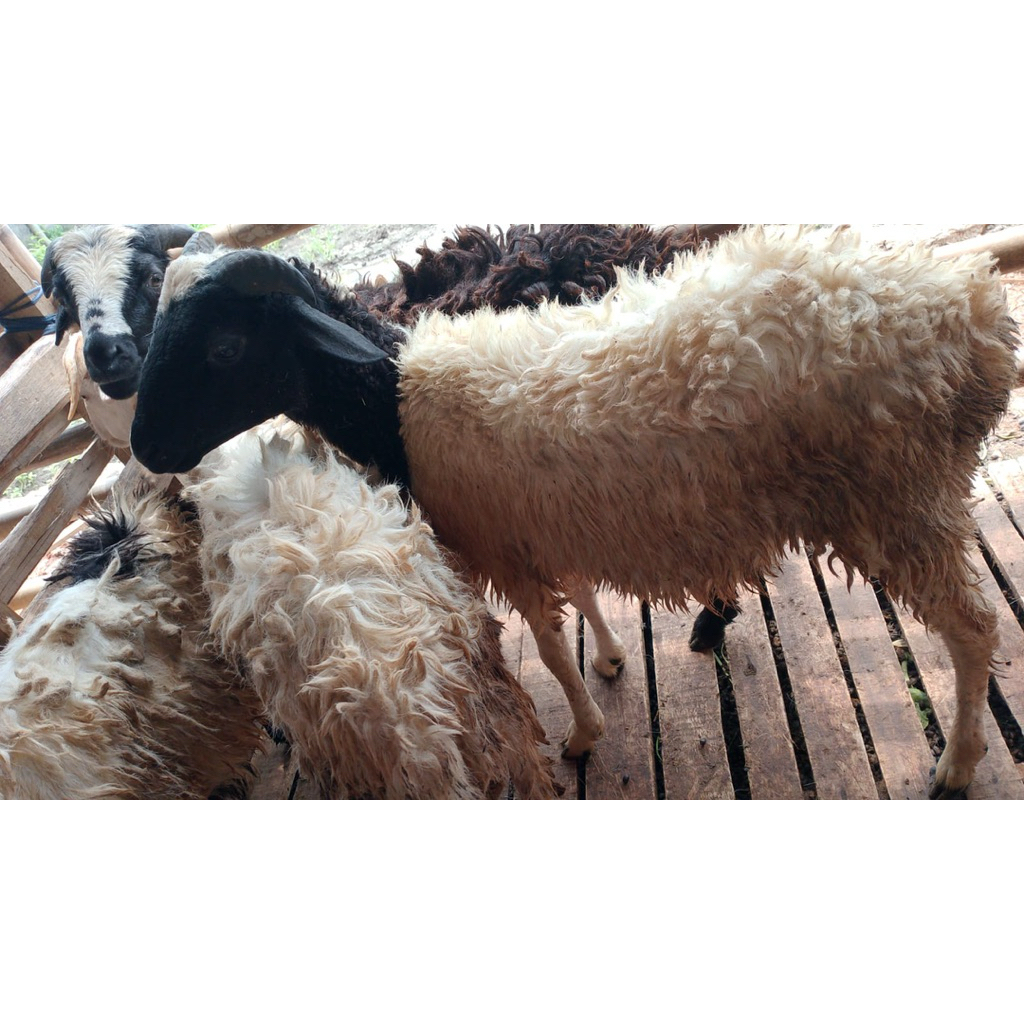 domba qurban/kambing qurban/qurban