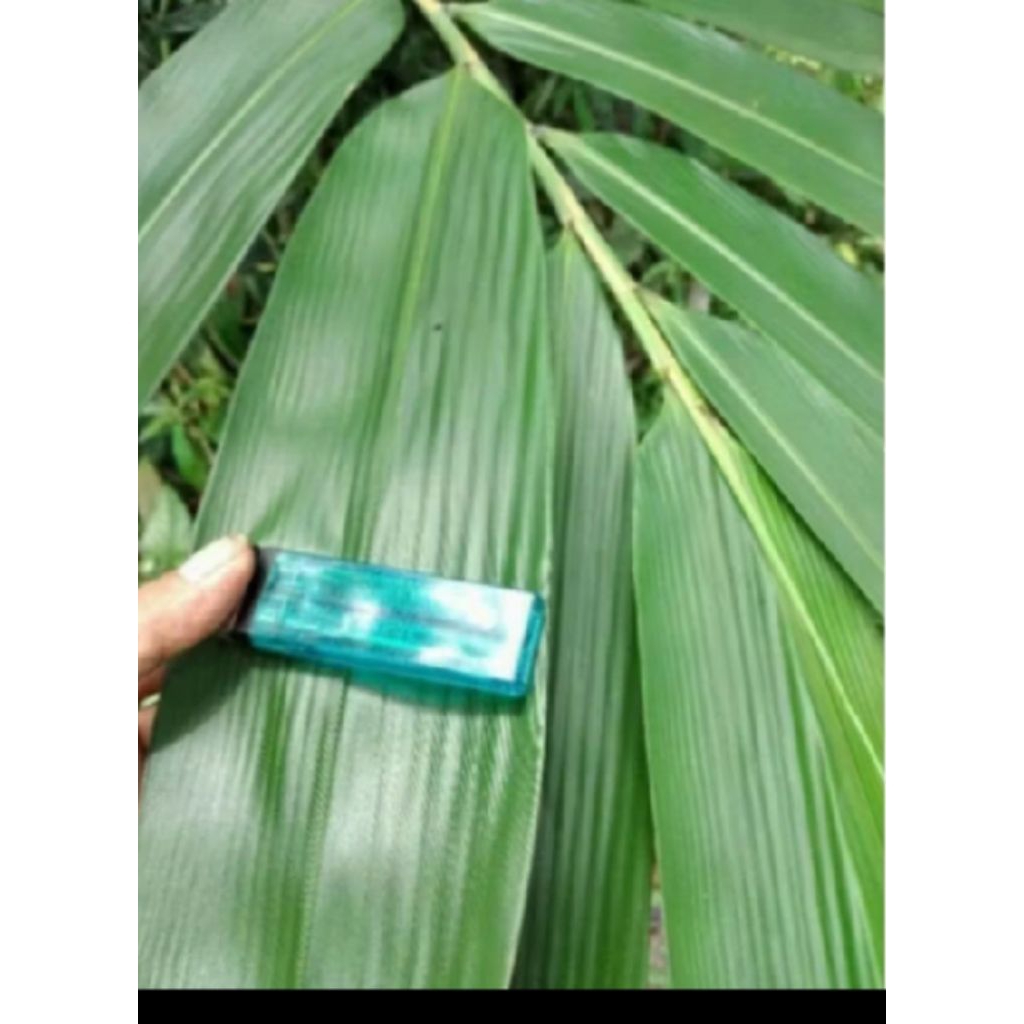 

daun bambu 20 lembar buat bungkus bakcang