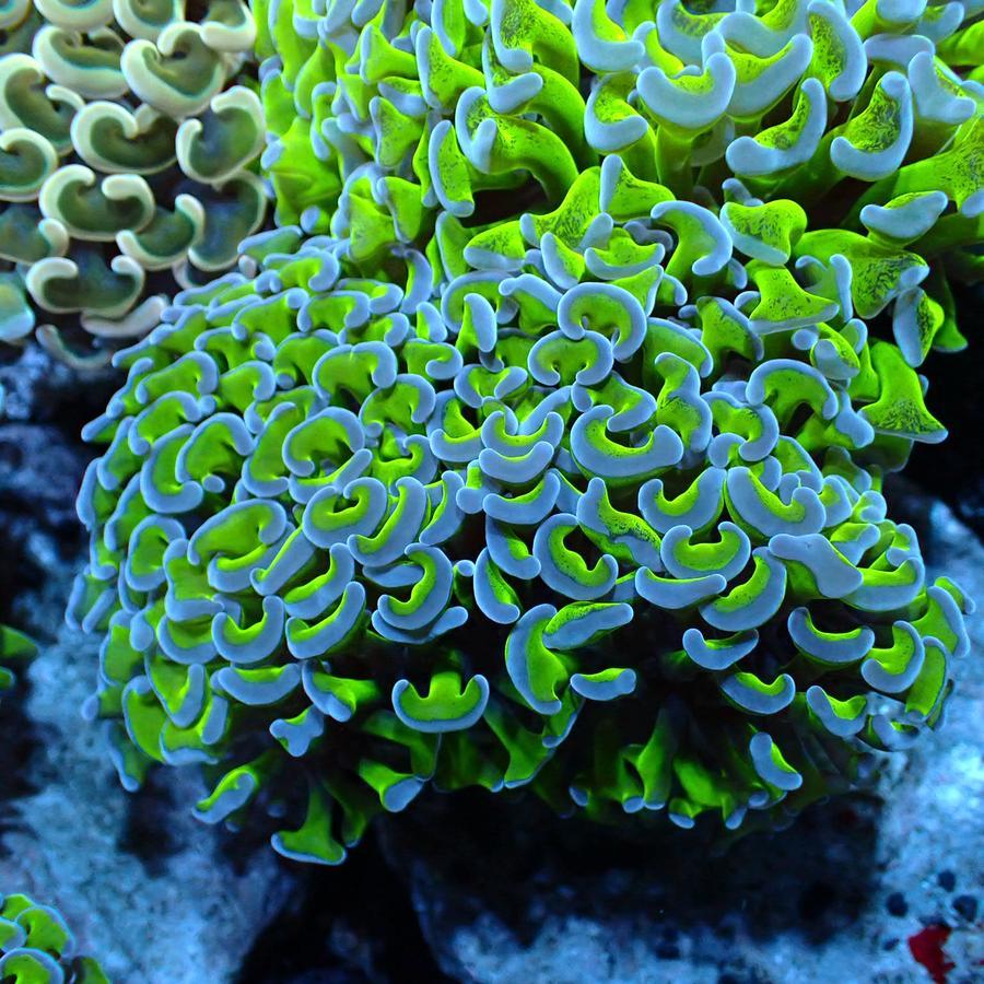 Siwalan Coral Hijau tip Aquarium Laut