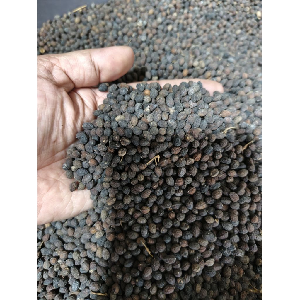 

Buah melur atau buah makasar obat diabetes