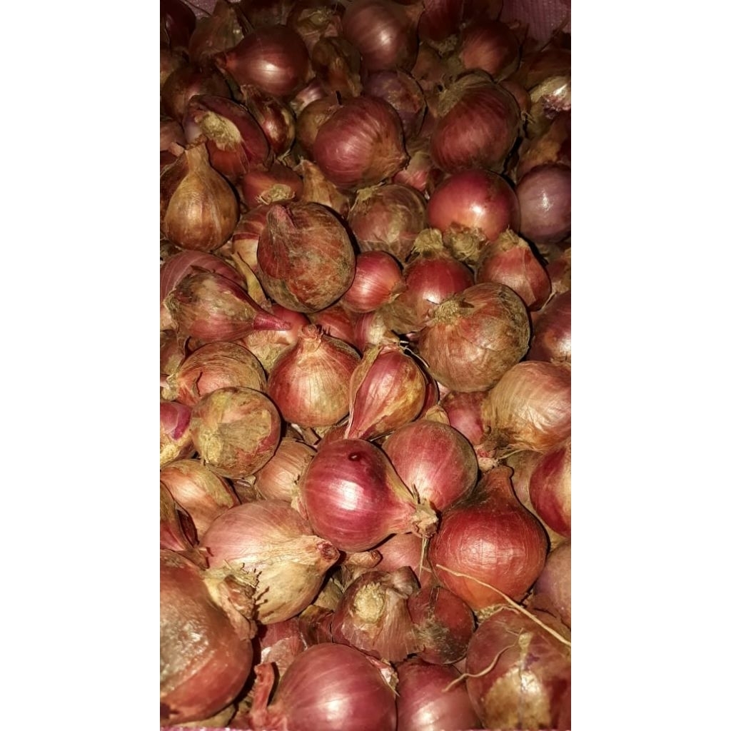 

BawangMerahMurahSuper