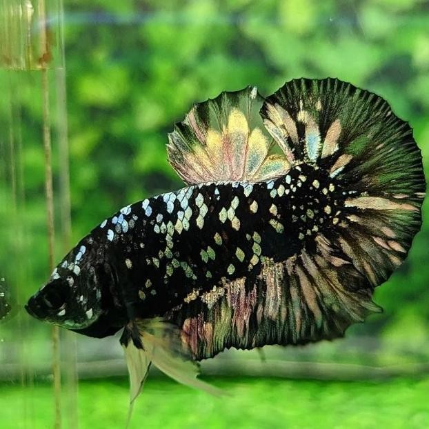 AVATAR GOLD COOPER RINTIK KUALITAS BEST SELLER 25K