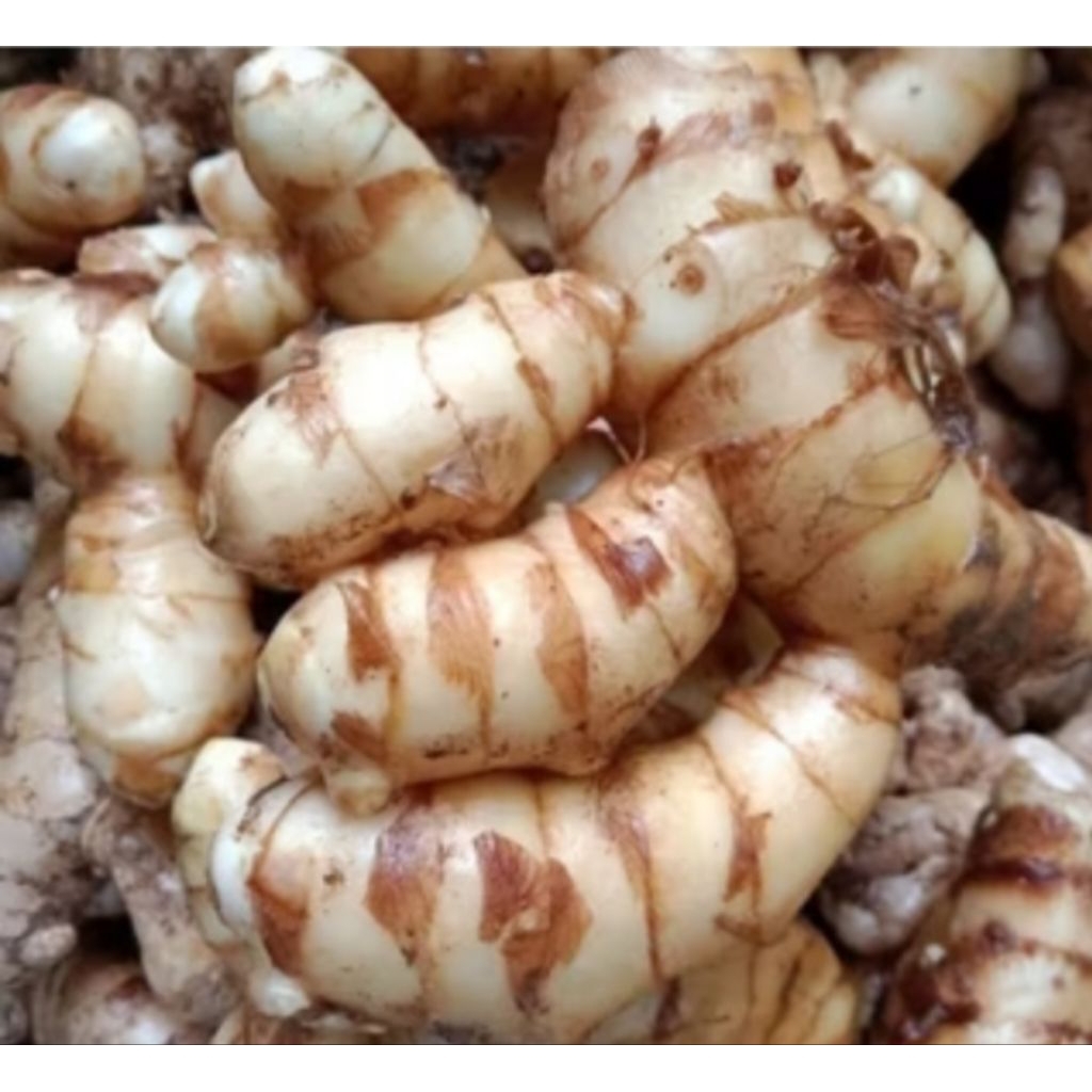 

promo jamu temu kunyit putih 500 gram