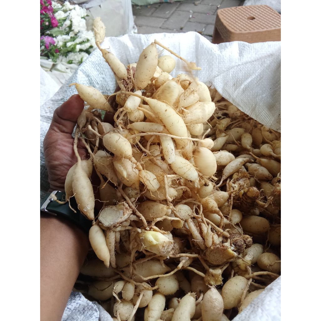 

KUNYIT PUTIH MEDAN CANTIK SEGER FREES PER 1 KG