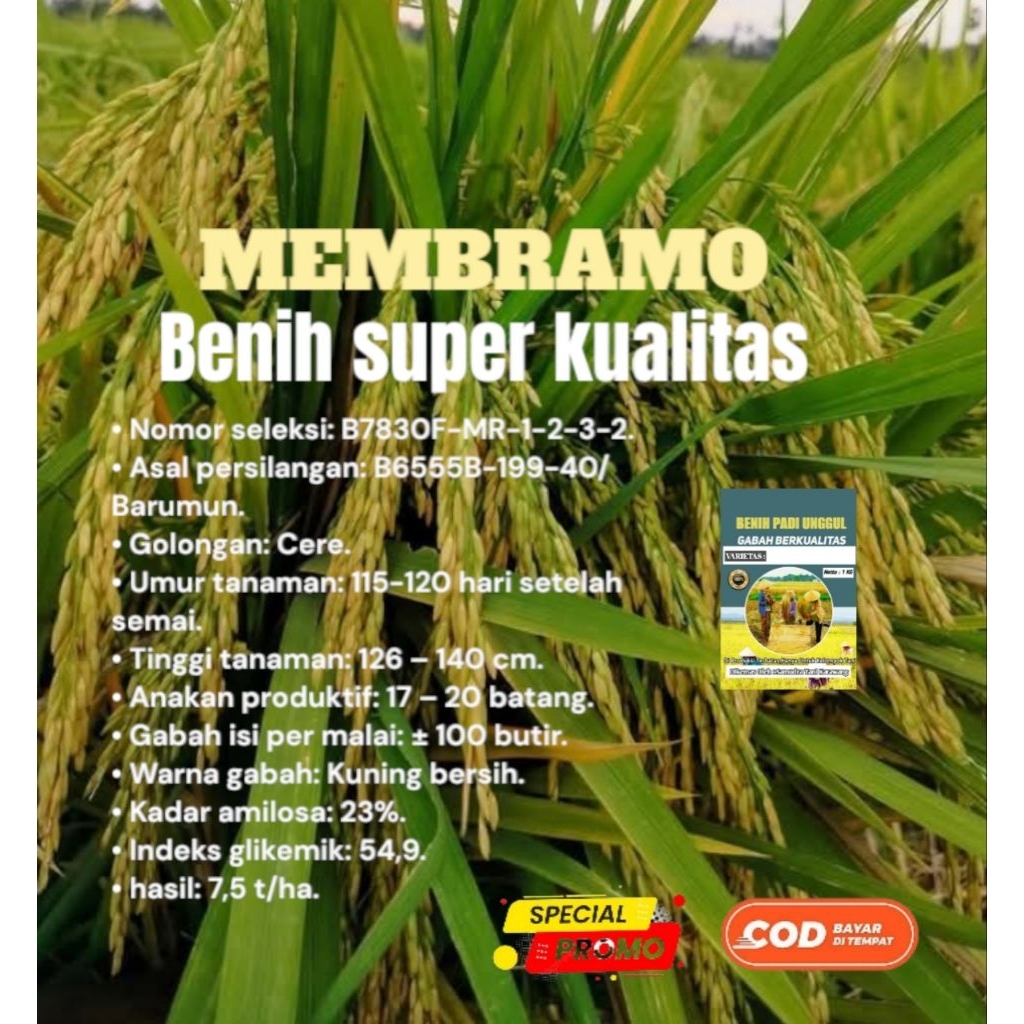 benih padi MEMBRAMO 1kg gabah unggul berkualitas