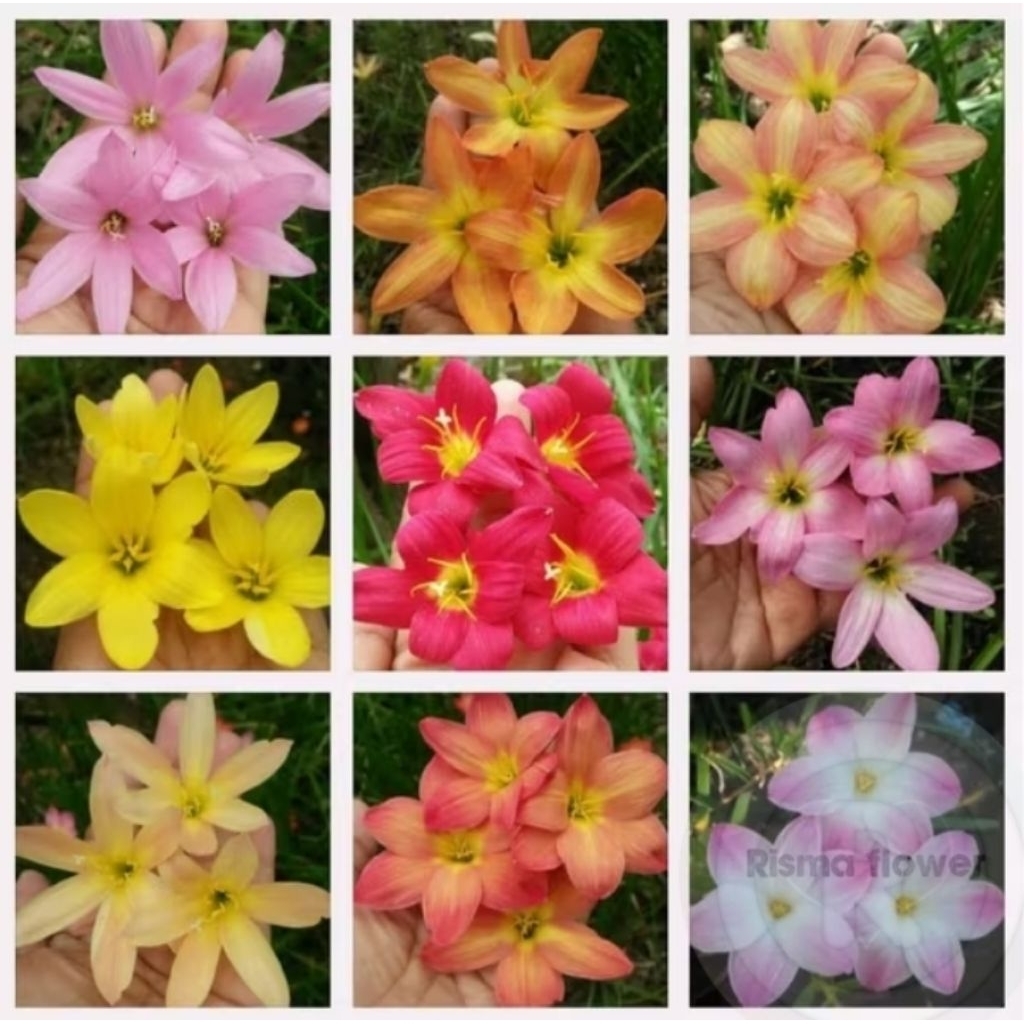 PAKET 9 POHON BUNGA RAIN LILY CAMPUR / TANAMAN HIAS PAKET 9 BUNGA RAIN LILY CAMPUR