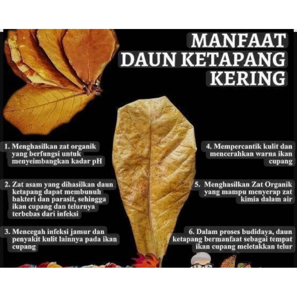 

jamu Ketapang
