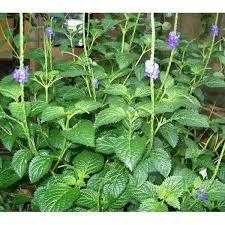 

Daun Pecut Kuda Segar 500gr – Herbal Alami Siap Pakai