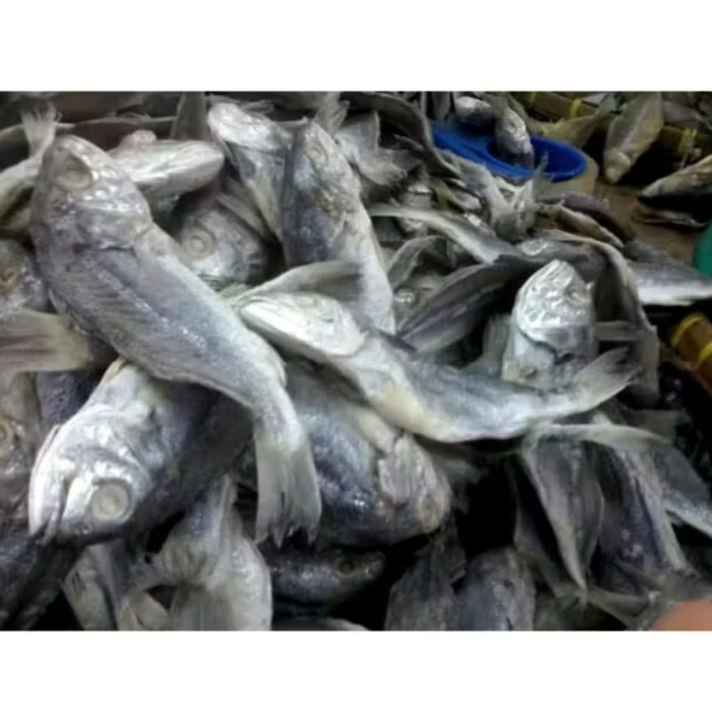 

ikan asin gulama kepala batu 1kg