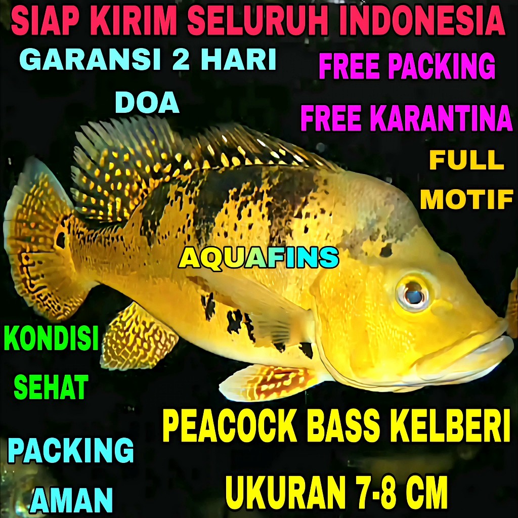 HIASAN CICHLID GOLDEN PEACOCK BASS CICHLA KELBERI UKURAN 7-8 CM