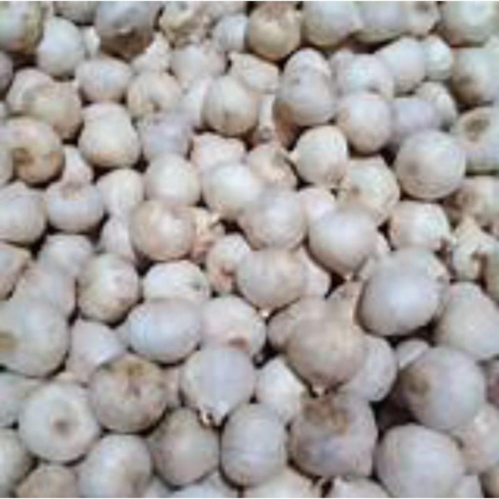 

BAWANG PUTIH TUNGGAL 250gr/1000gr