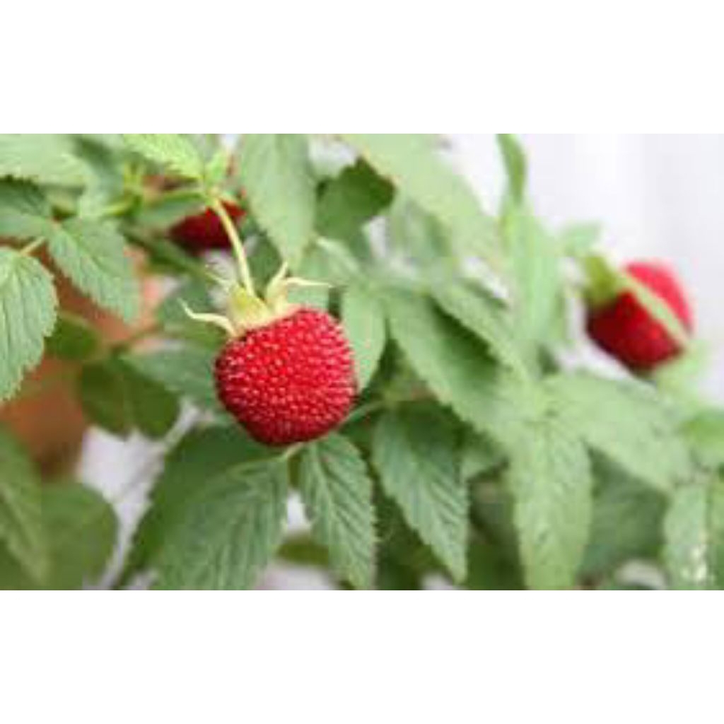 

jual daun arbai hutan segar 300grm pres