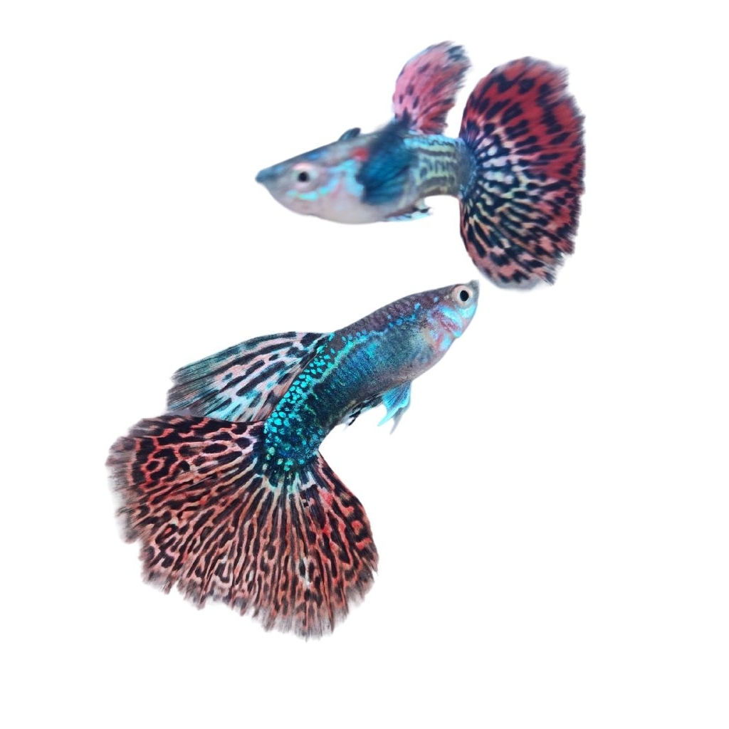 Guppy Red Dragon/Ikan Guppy/Ikan Hias