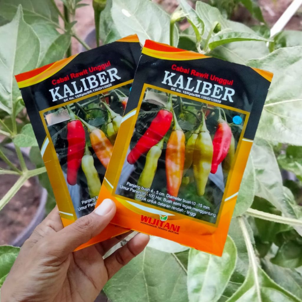 10 GRAM BENIH CABE RAWIT UNGGUL KALIBER ORIGINAL