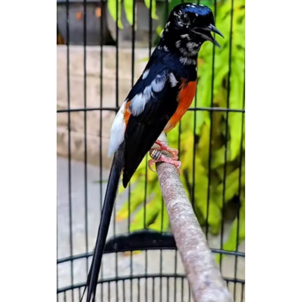 TERBARU Murai Batu Blorok Telur siap di tetaskan