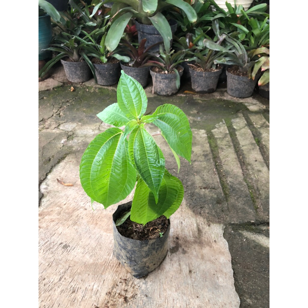 

tanaman pohpohan bisa dibuat lalapan