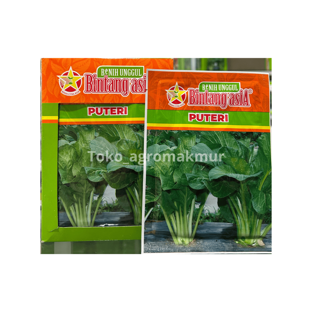 Bibit Sawi Hijau Puteri