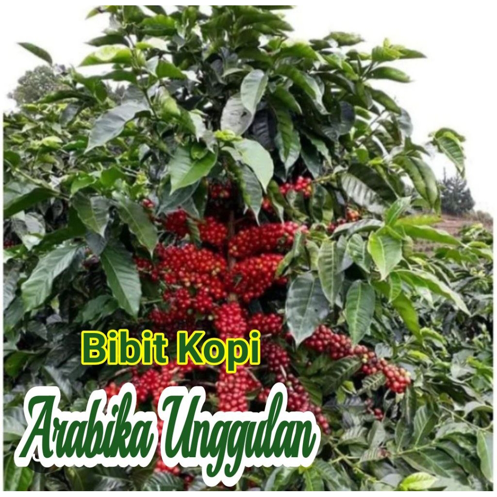 Bibit Kopi ARABIKA Ateng Kualitas Super Unggul