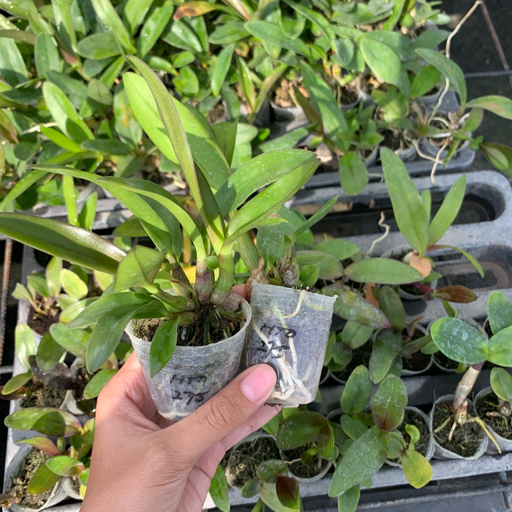 Paket (isi 3 Plant) Dendrobium Yuwono Mega Karya Tanaman Anggrek Seedling