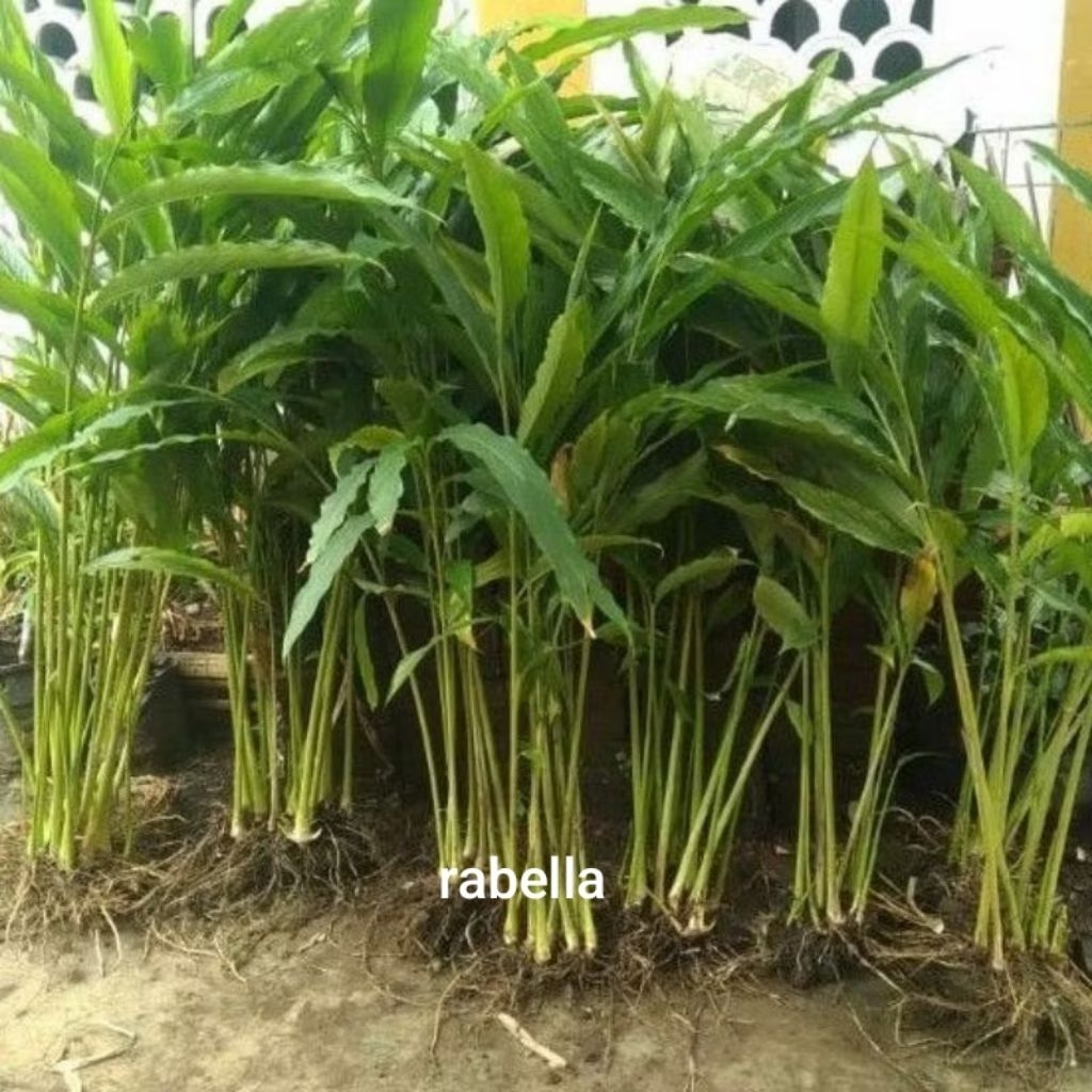 bibit kapulaga hijau india asli bibit rempah kapol/kapulogo