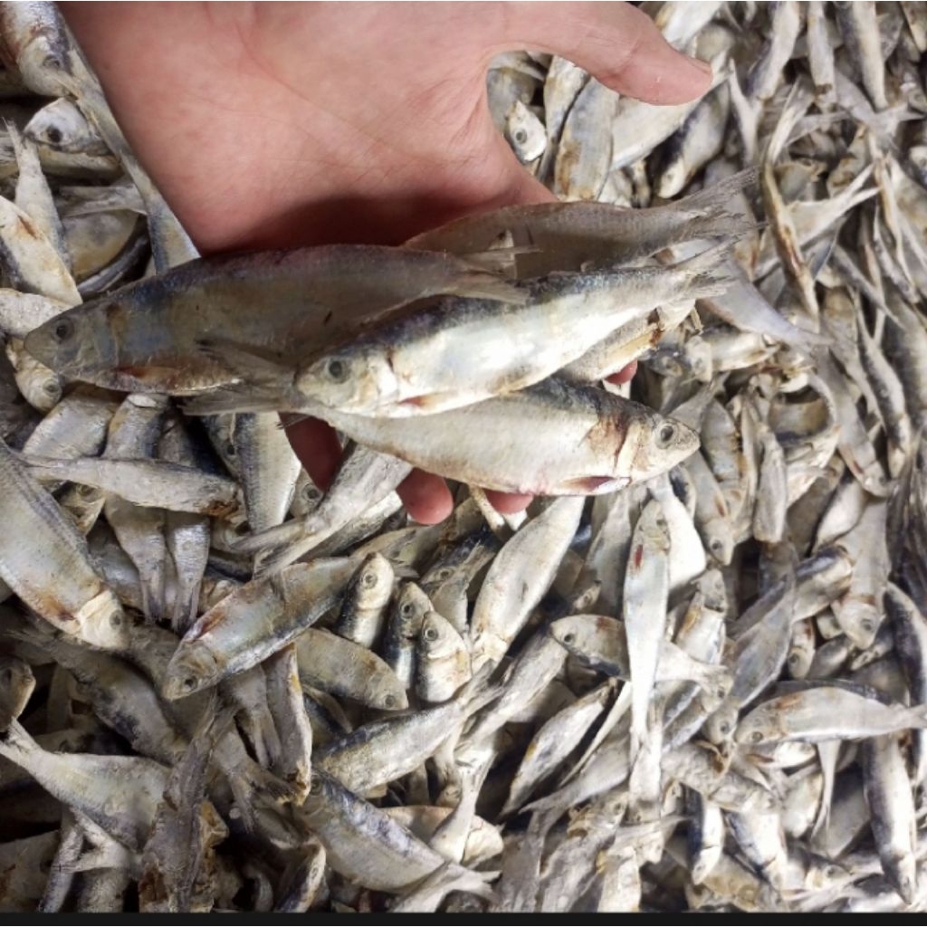 

ikan asin bilis fres n segar langsung dapat dari laut harga 1kg. bahan alami tanpa pengawet ukuran besar n sedang, berkuwalitas premium terbaik