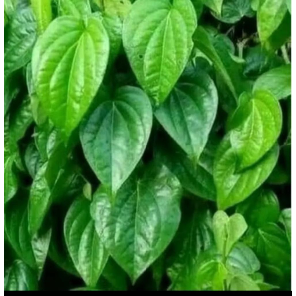 

Daun sirih segar untuk pengobatan 50 lbr