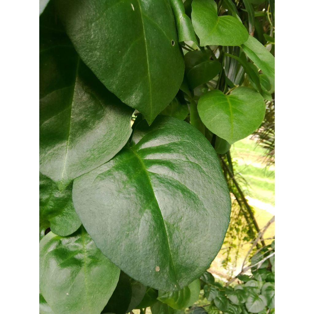 

jual daun binahong segar asli per 1kg