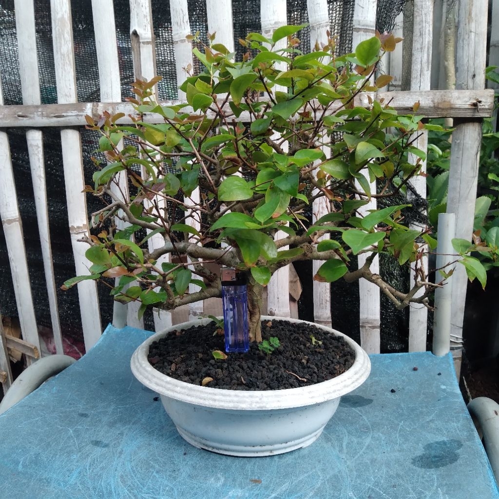 BONSAI DEWANDARU SMALL