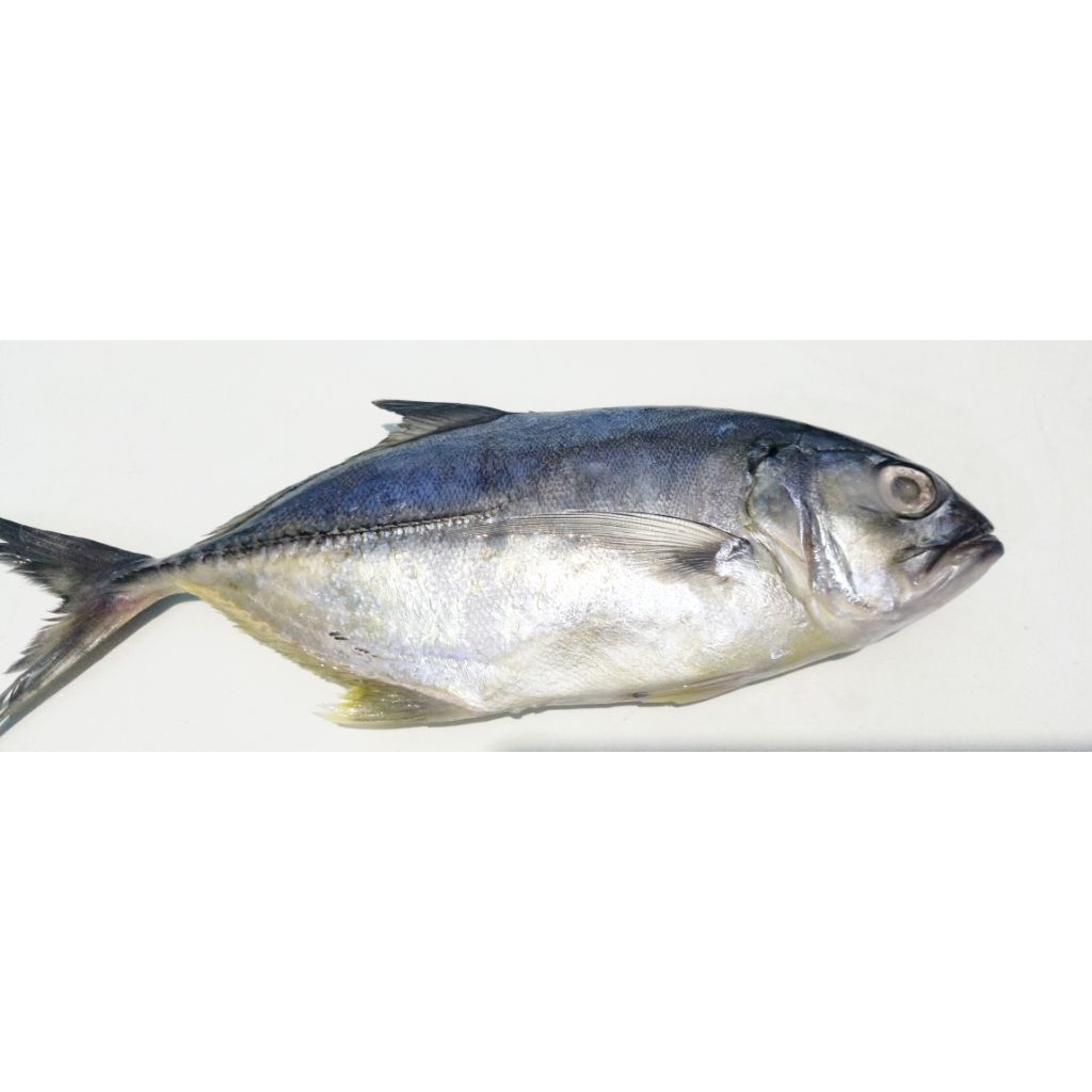 

IKAN KUWE,EKORAN..Pal Merah - Jakarta Barat