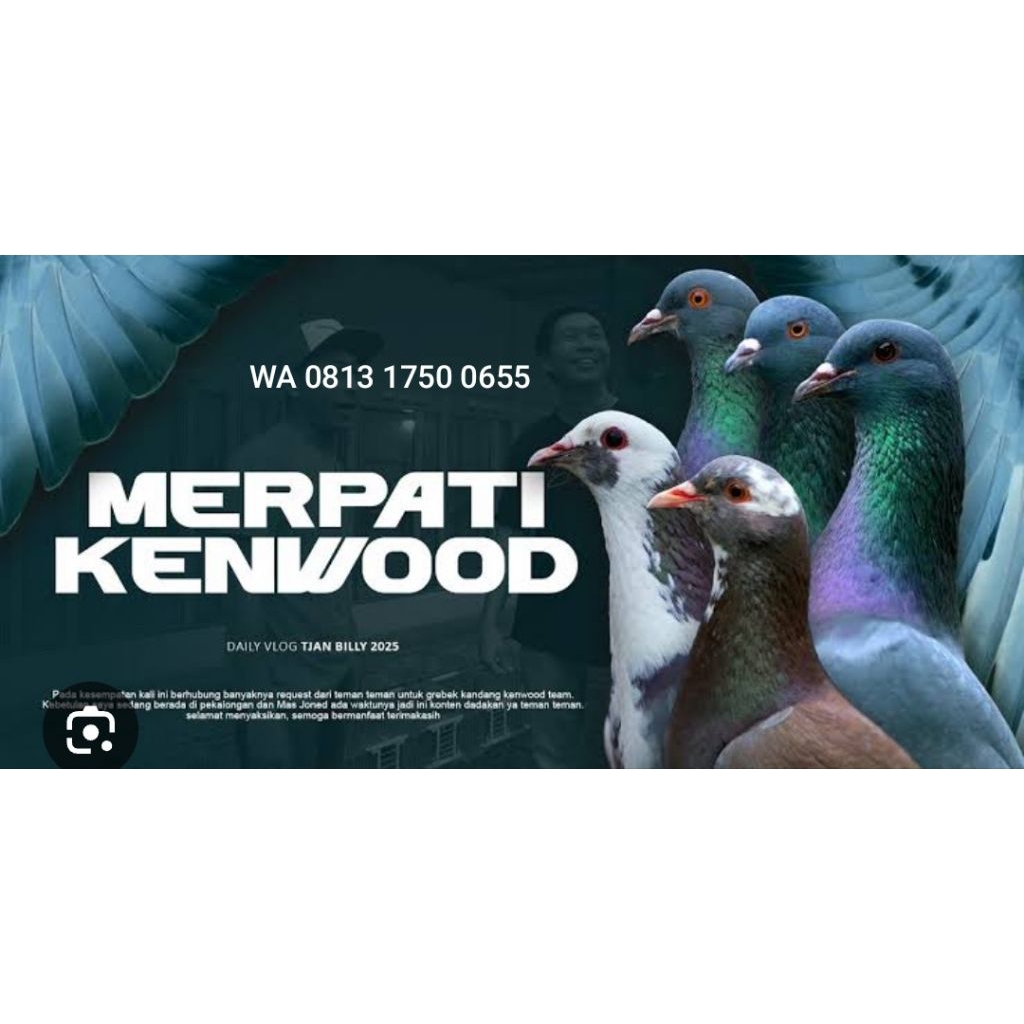 Burung Dara Merpati Kolong Trah atau Keturunan KENWOOD (Jalur MASTER BIMA adik_SUTRA KENWOOD dll)
