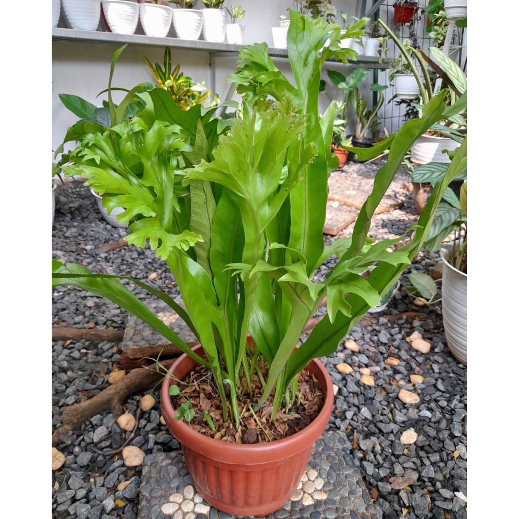 tanaman kadaka tanduk rusa tanah | kadaka tanduk rusa tanah | tanaman hias kadaka tanduk rusa | kond