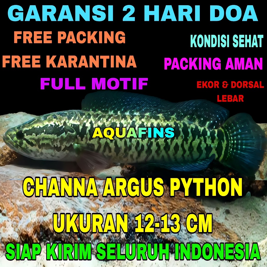 HIASAN SNAKEHEAD CHANNA GABUS ARGUS BLACK PYTHON MOZAIK XHANTIC UKURAN 12-13 CM