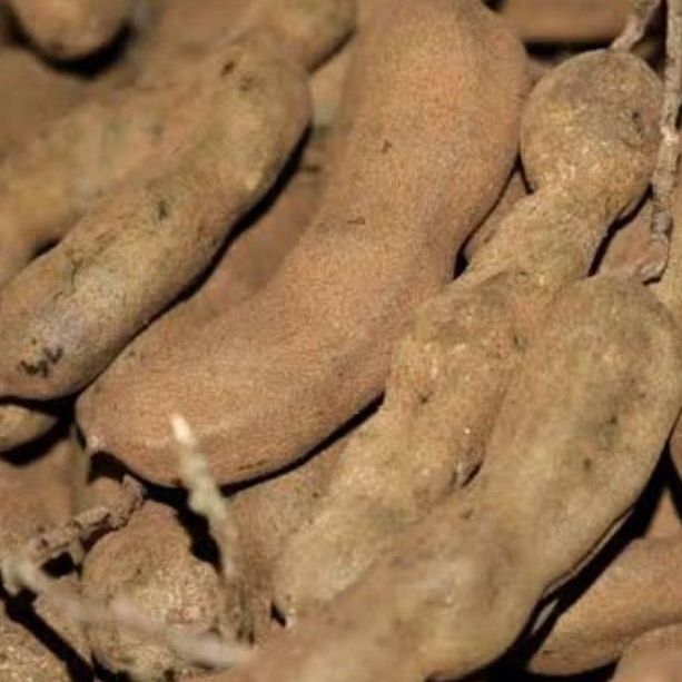 

Asem Muda Mentah 250 gram