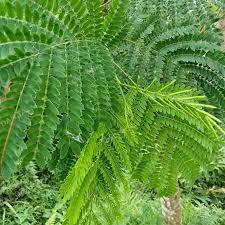 

Daun Petai Cina Segar – 100gr Daun Herbal Tradisional & Pelengkap Kuliner