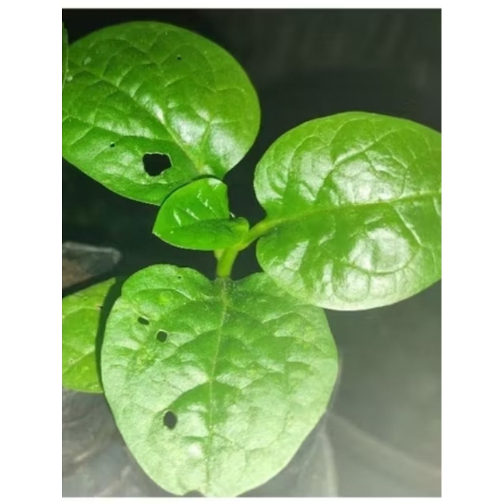 

10 Daun Tanaman Angkung Segar