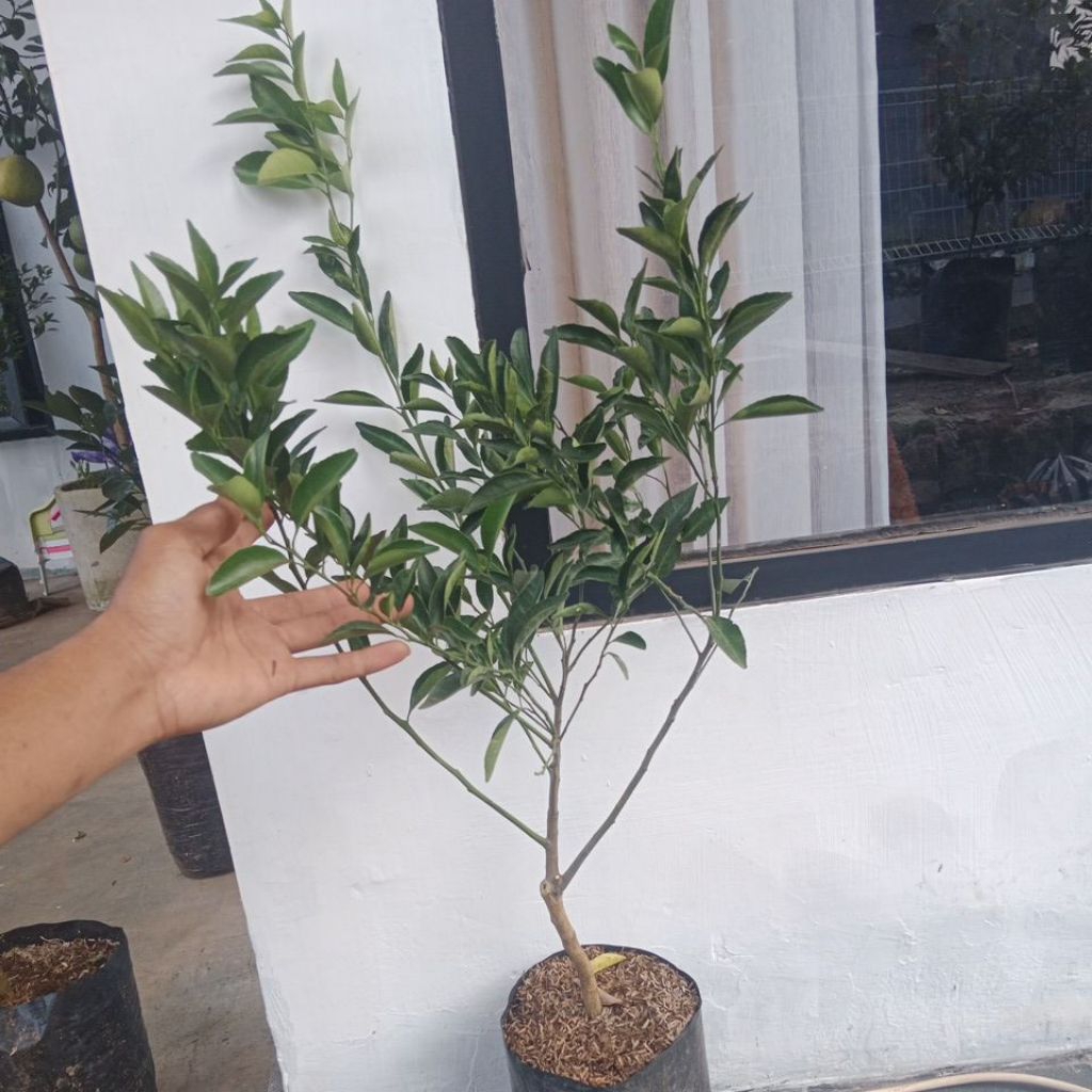 bibit Jeruk Santang Madu ukuran besar