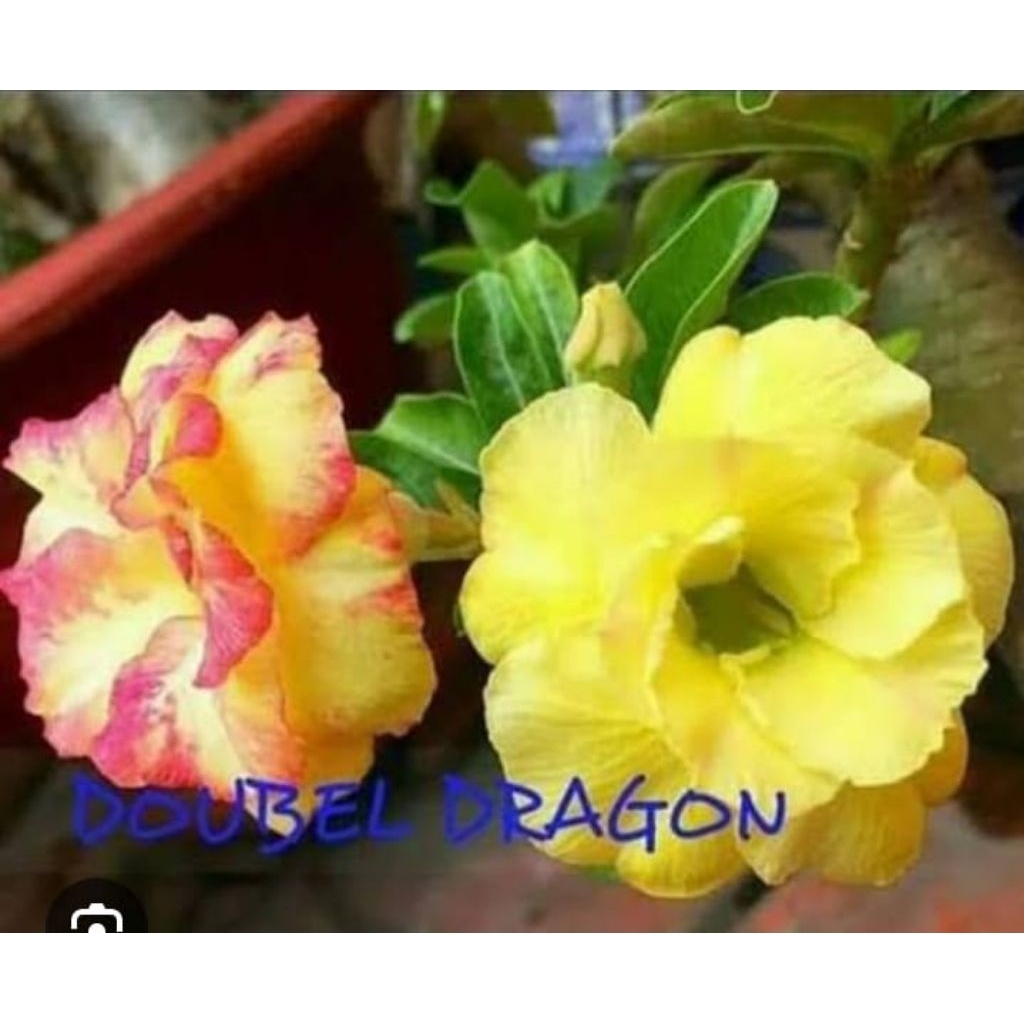 Adenium grafting 1 paket 3 pohon