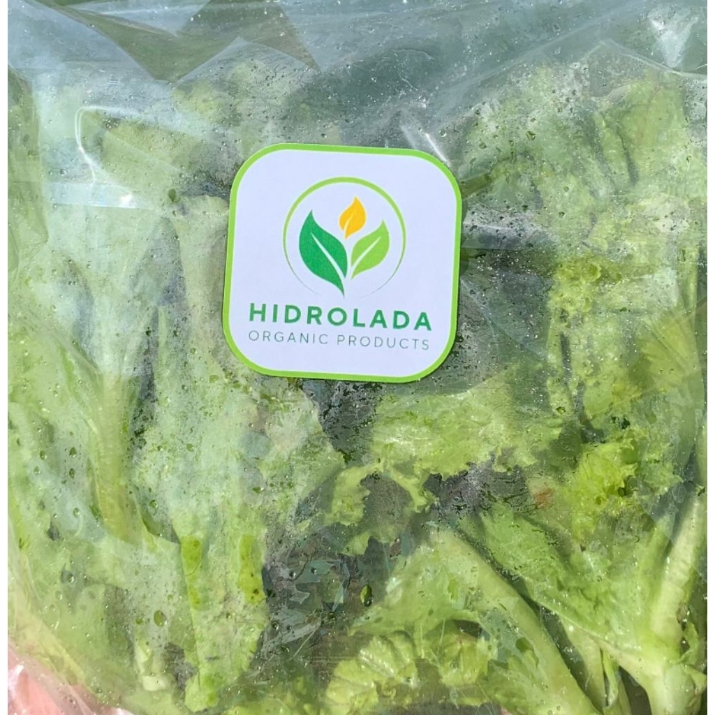

sayuran salada segar