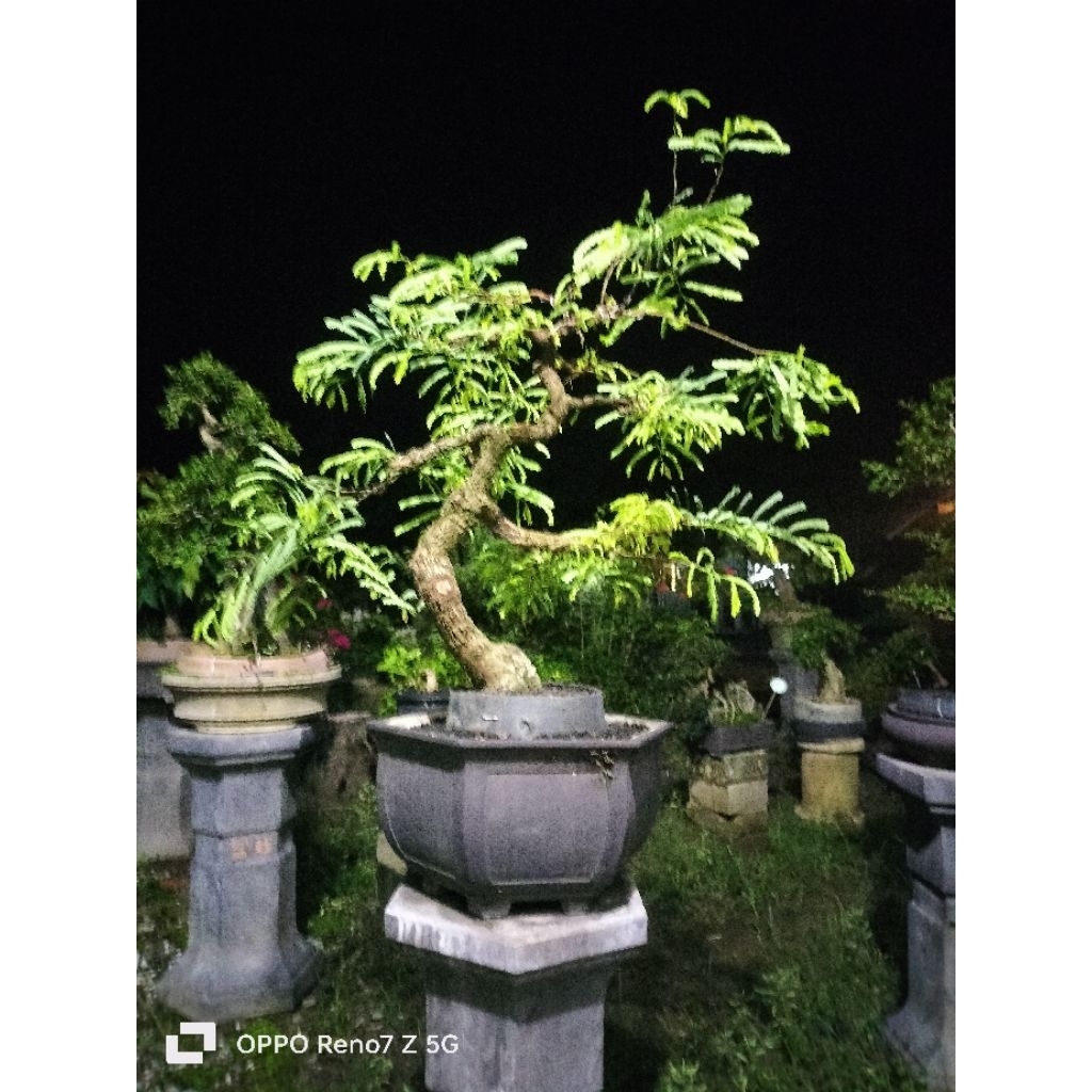 bonsai asem jawa