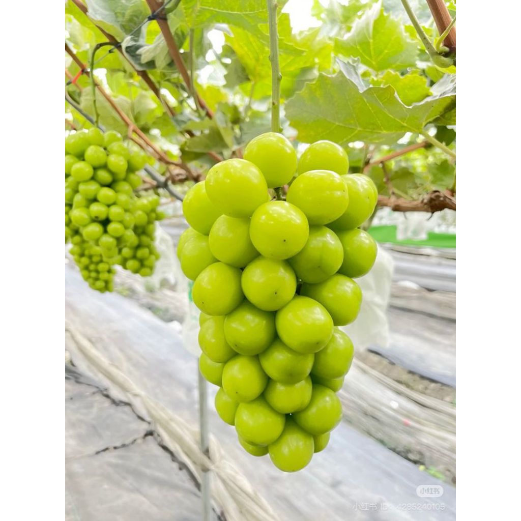 

tanaman buah anggur ijo shine Muscat setek batang // bibit anggur shine Muscat Japan ORI impor siap berbuah