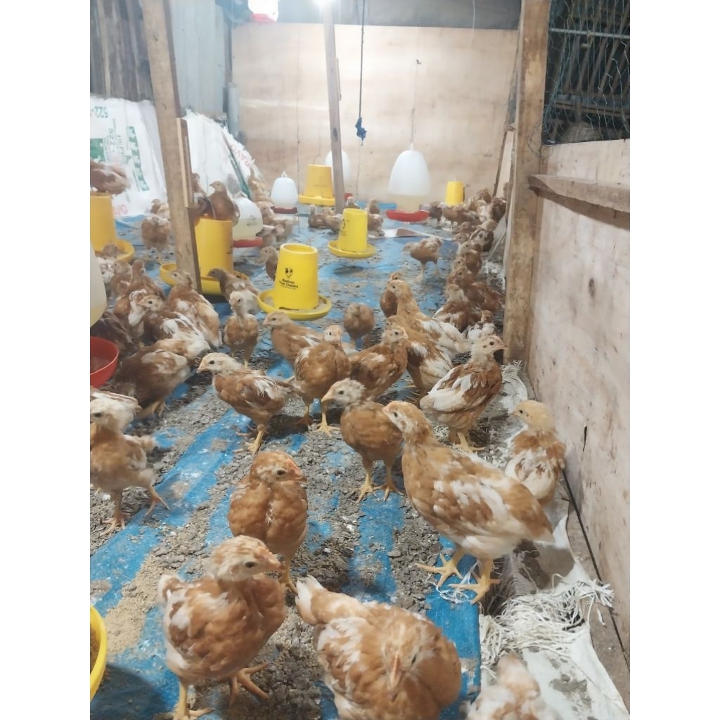 

PULLET AYAM PETELUR SUPER UMUR 7 MINGGU