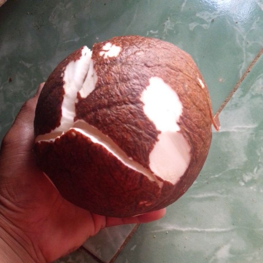 

Kelapa Kupas Segar Tanpa Batok