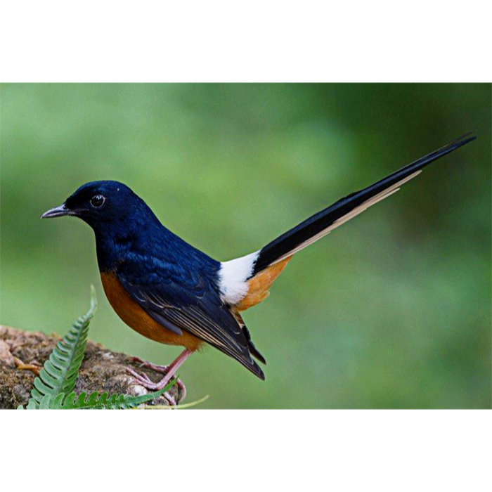 Murai Batu Medan Pastol Gacoran Palmerah