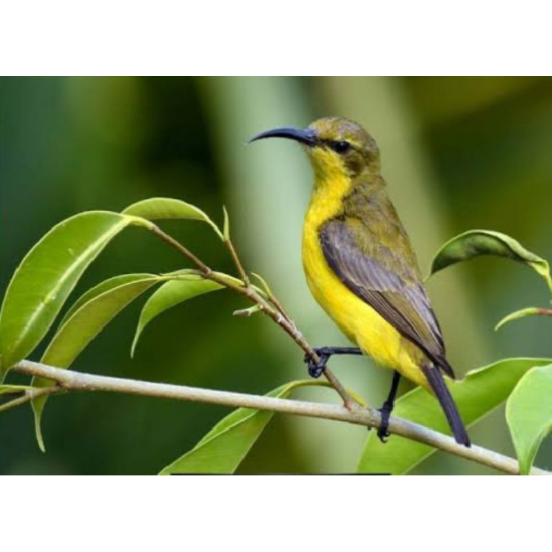 Sogon / Sogok Ontong Ijoan Palmerah