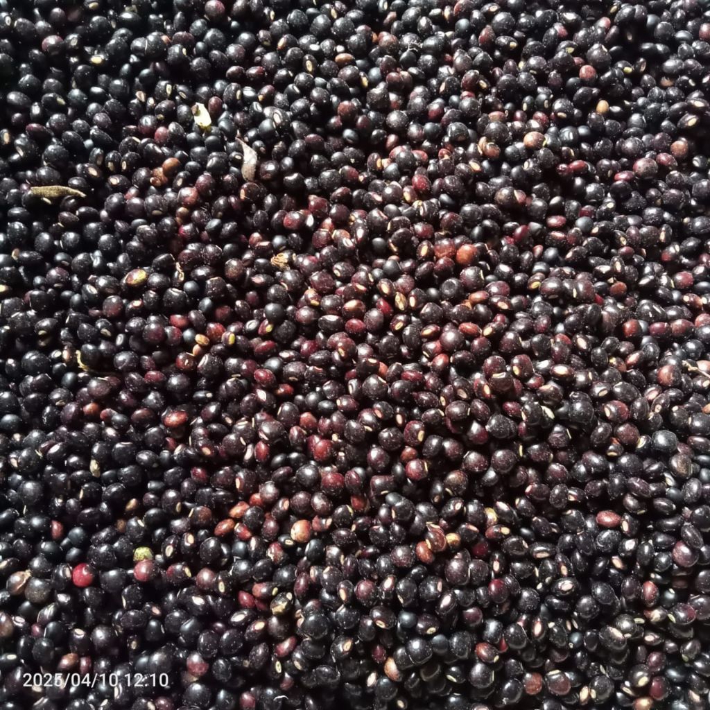 

KACANG GUDE/UNDIS KERING 150g