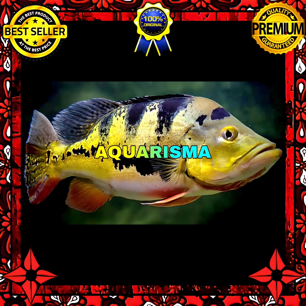 KEBUTUHAN AQUARIUM - CICHLID PEACOCK BASS CICHLA GOLDEN MONOCULUS 8-9 CM