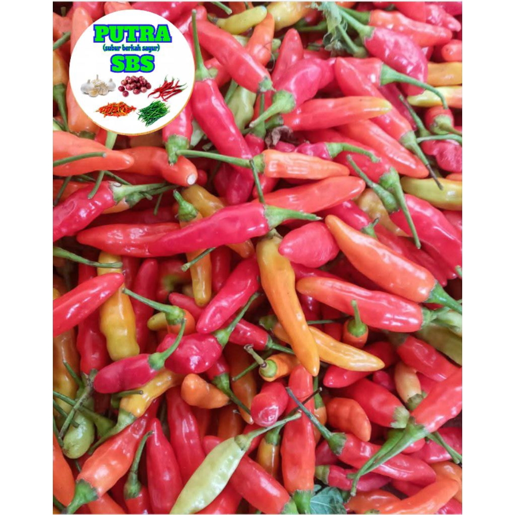 

1kg CABE RAWIT MERAH ORI212 SEGAR PETIKAN LANGSUNG DARI PETANI COD