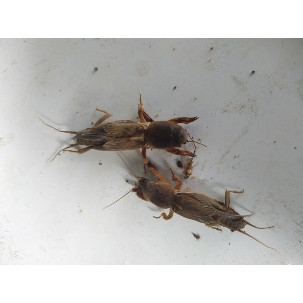 Orong orong sawah(gaang)hidup per 20 ekor